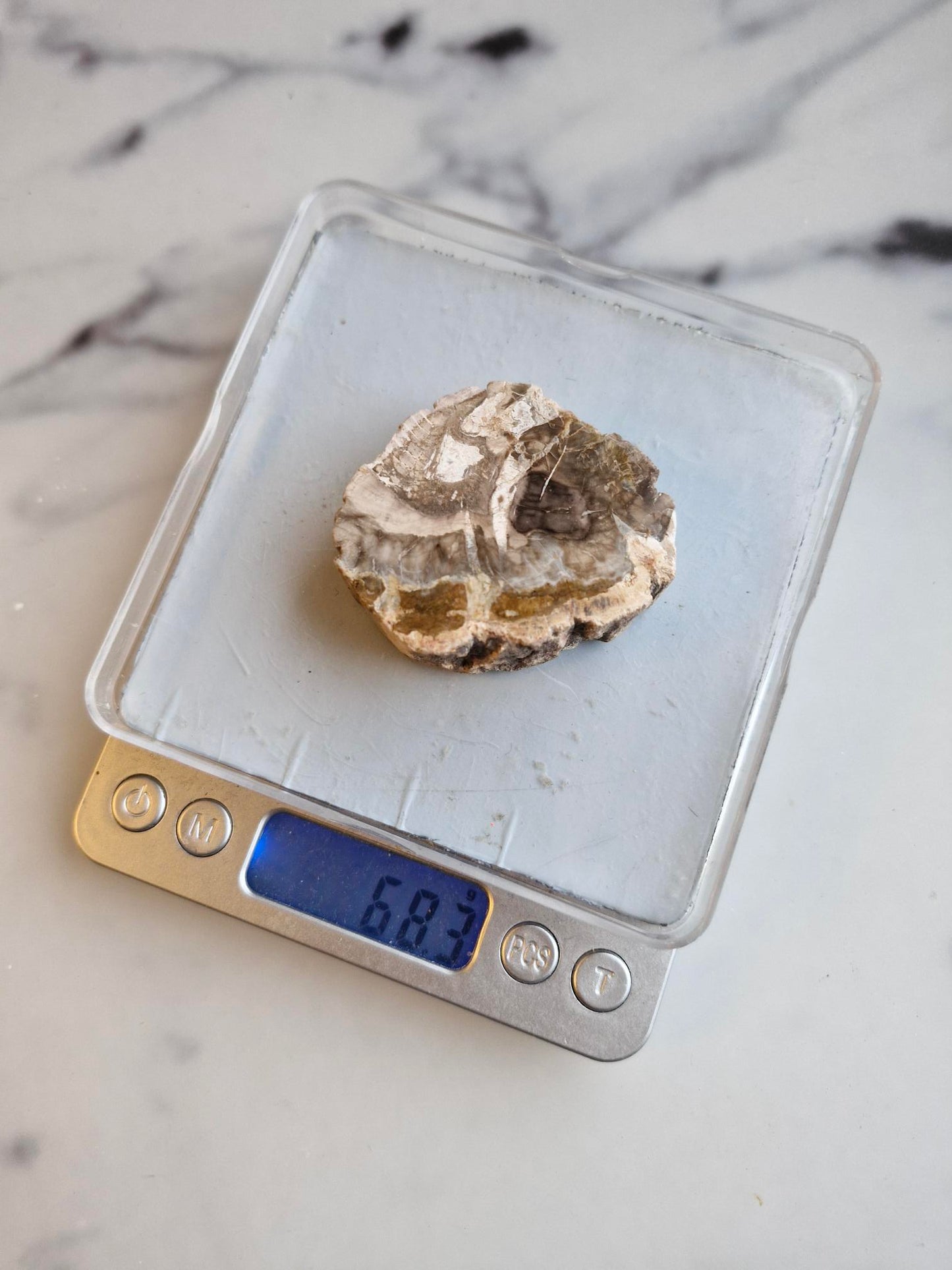 Petrified Wood Slice