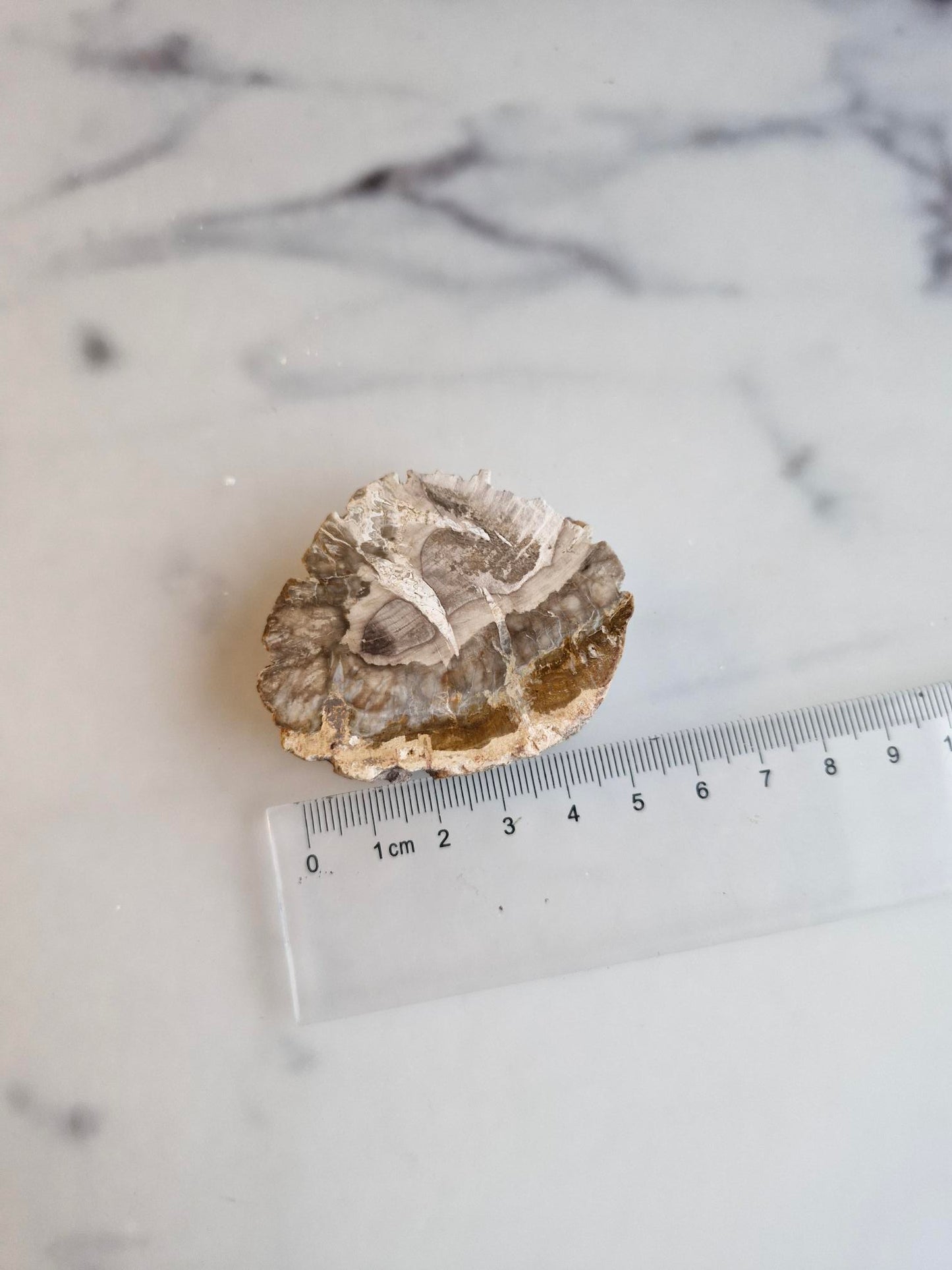 Petrified Wood Slice