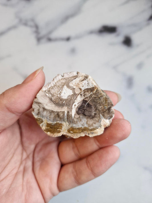 Petrified Wood Slice