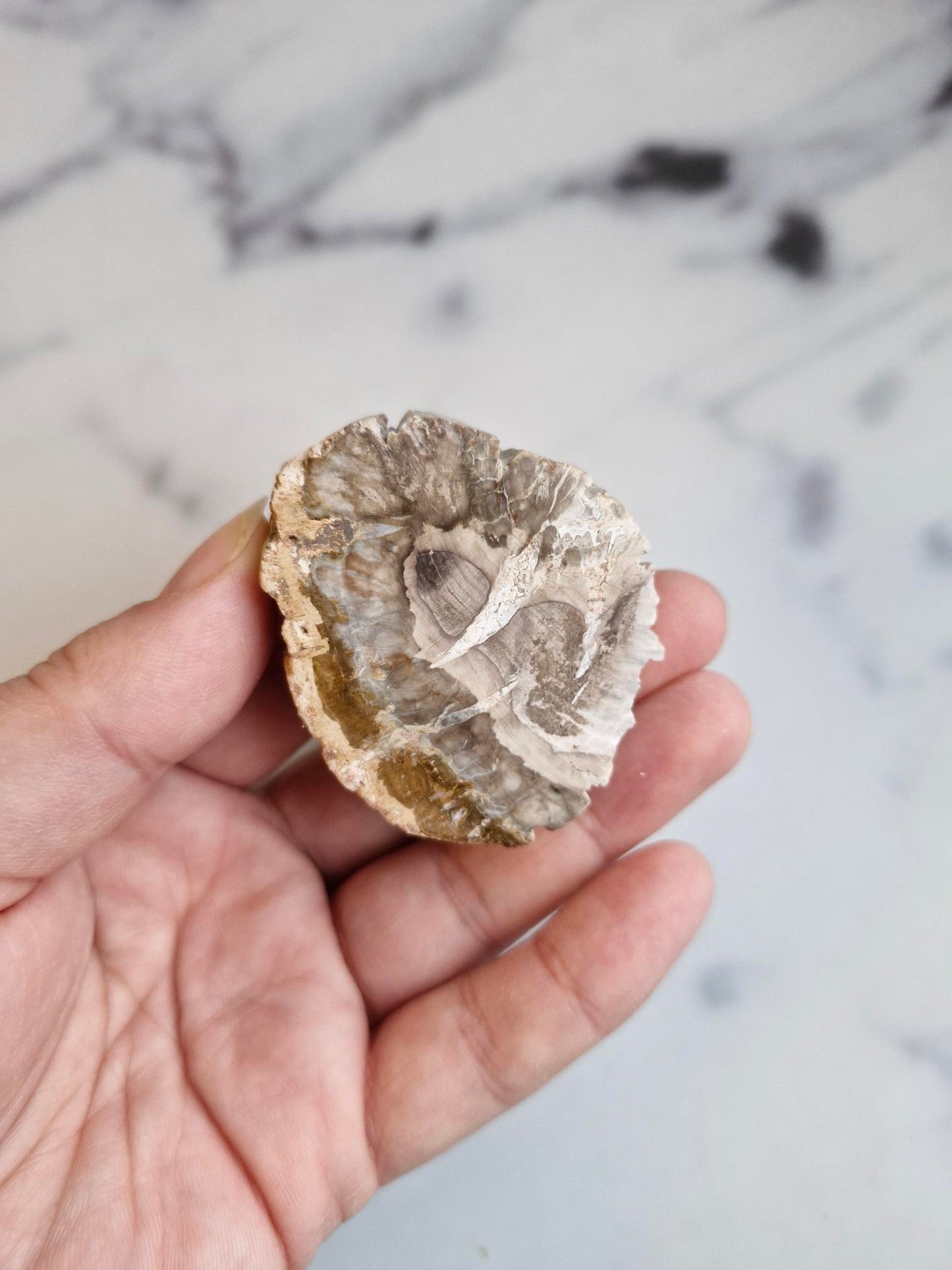Petrified Wood Slice