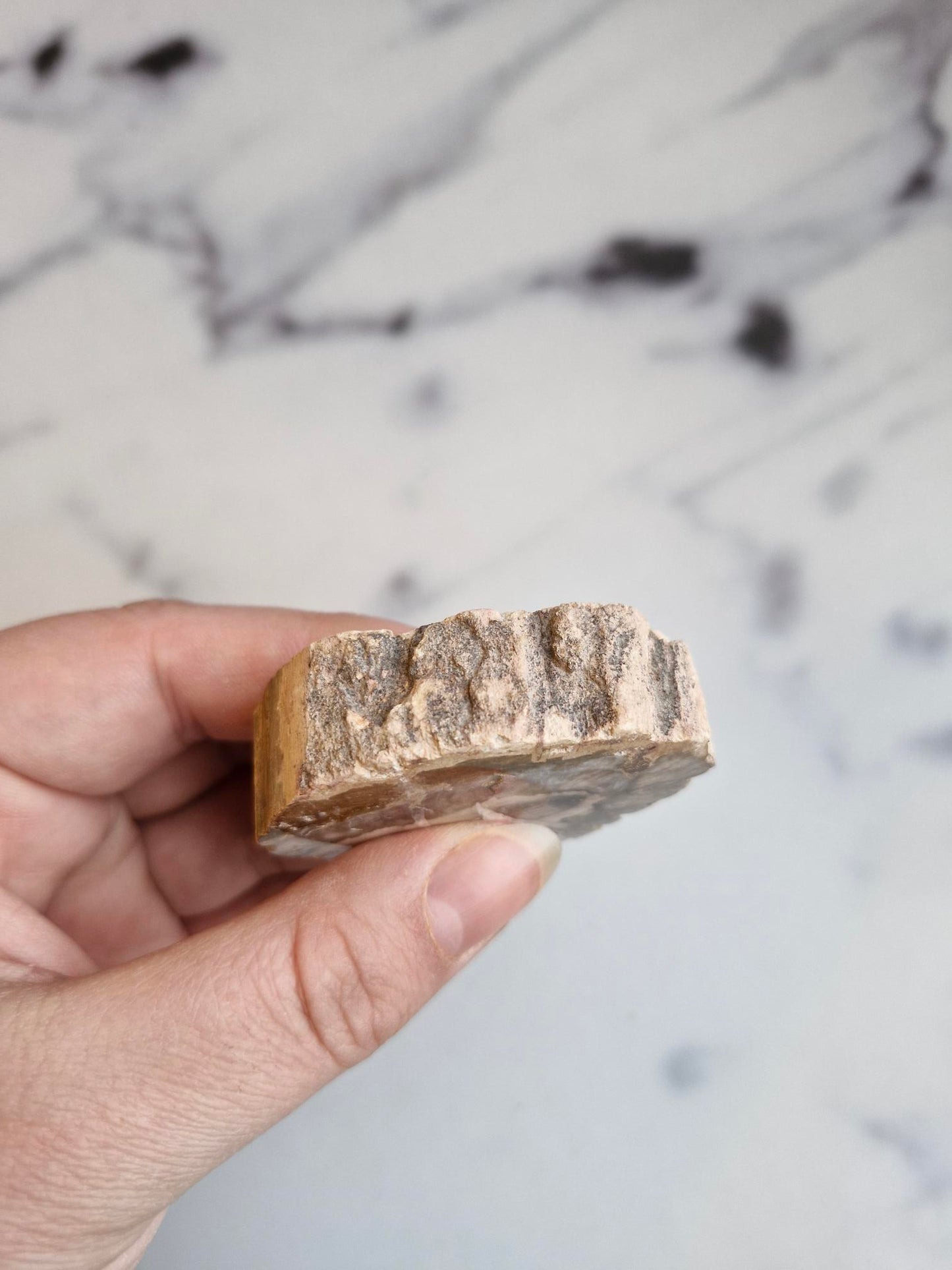 Petrified Wood Slice