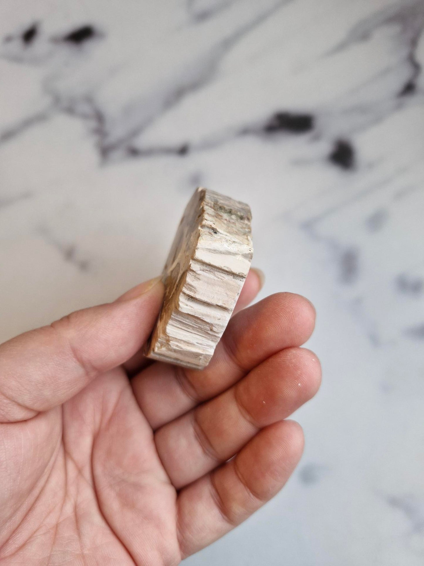 Petrified Wood Slice