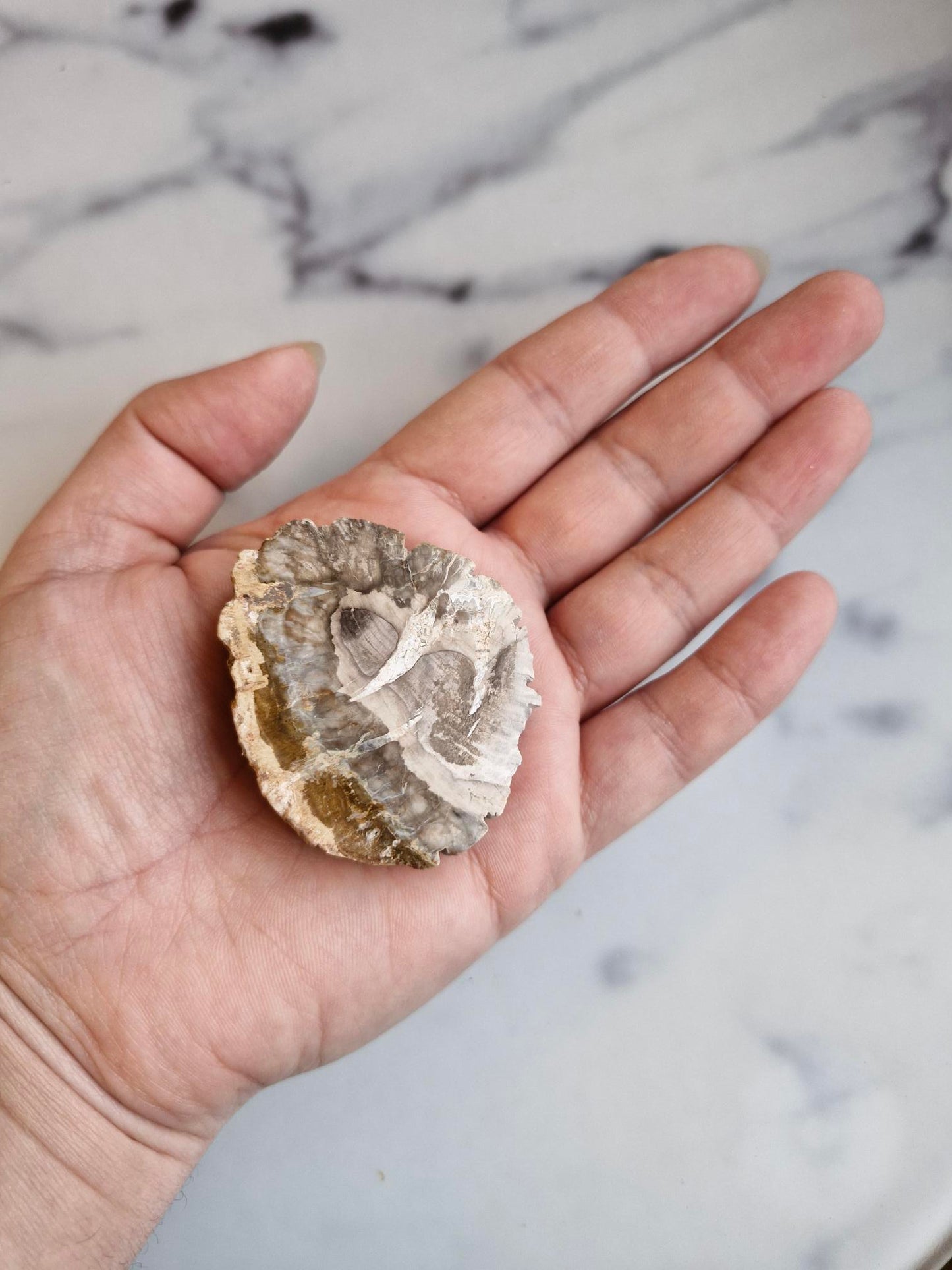 Petrified Wood Slice
