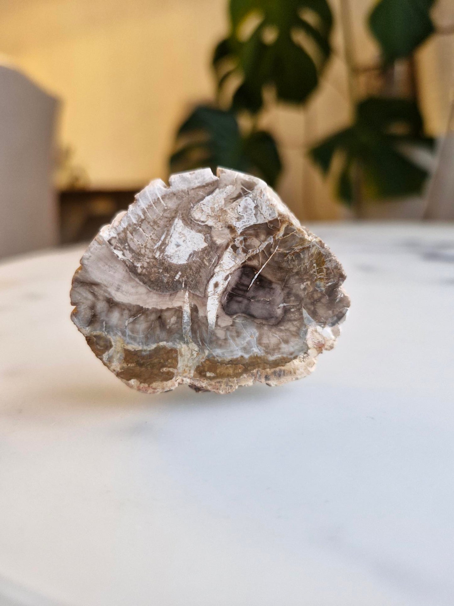 Petrified Wood Slice